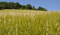 Luberon photo #12